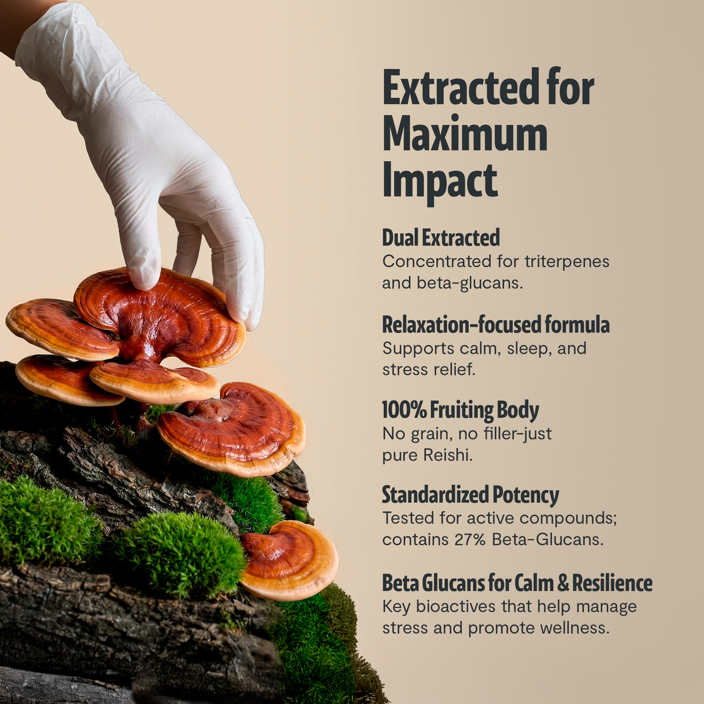 Organic Reishi Mushroom Powder
